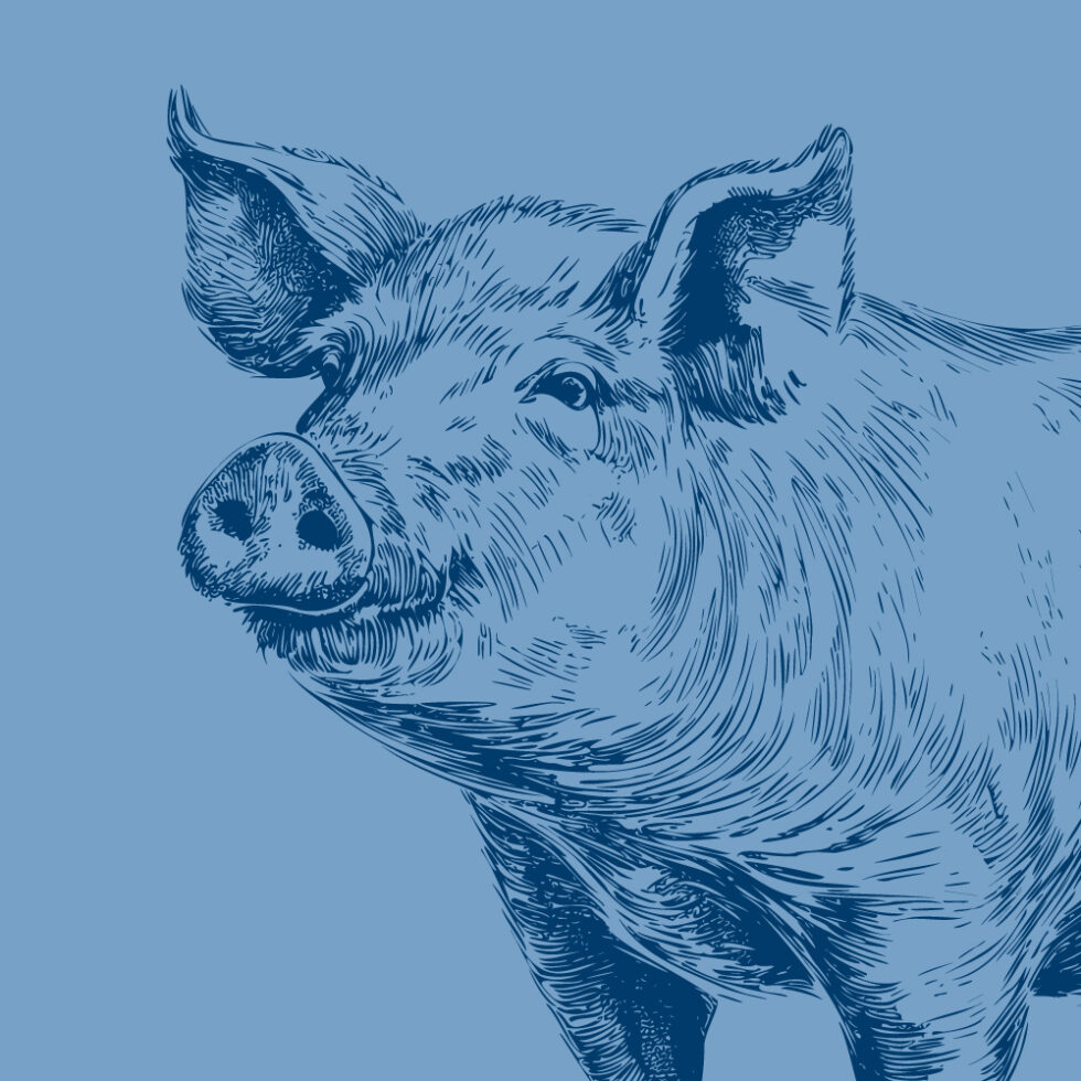 Schnitzelstreifen vom Strohschwein