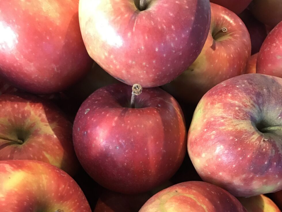 Bioäpfel (Sorte variiert)